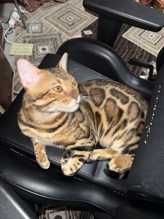 Продам бенгальского кота