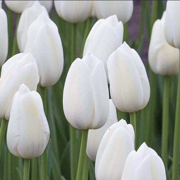 Тюльпаны оптом 420