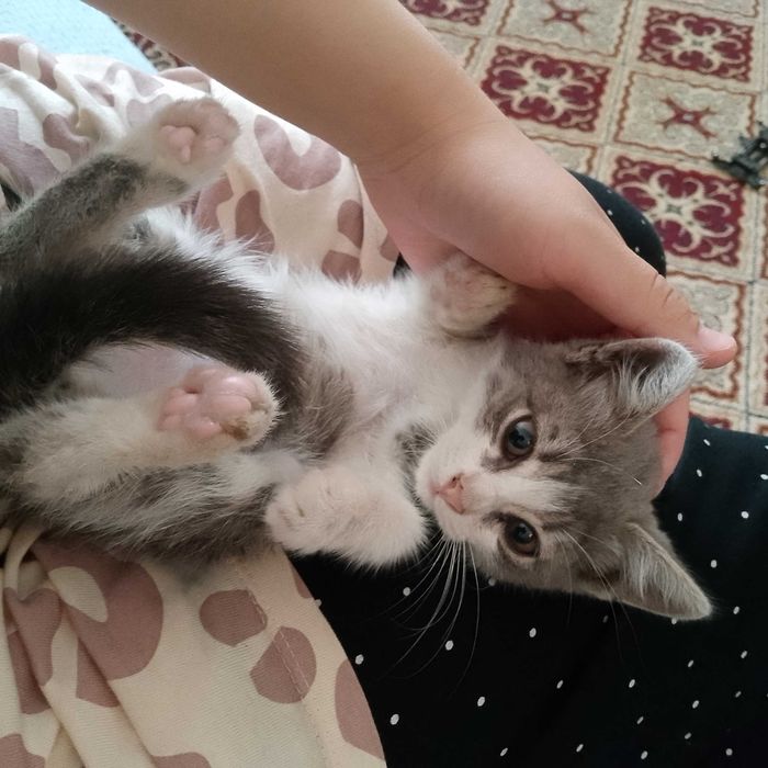 Ищу котенку новый дом