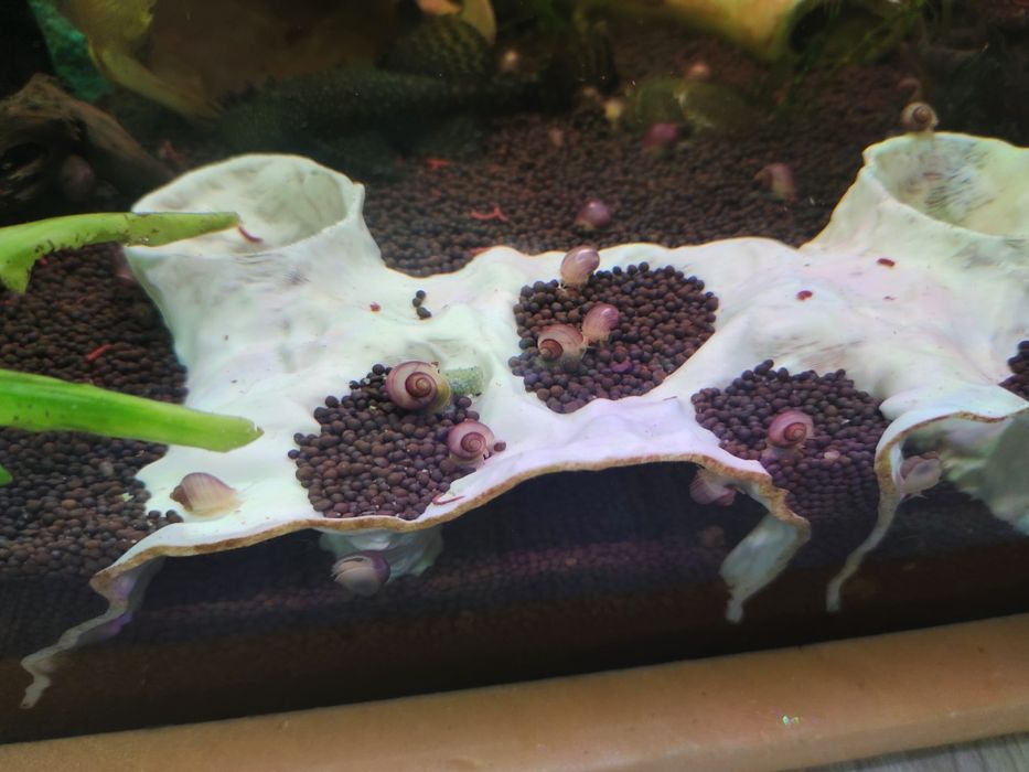 Продам улиток ампулярии