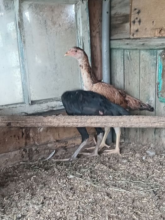 Продам кур бойцовых линия китай