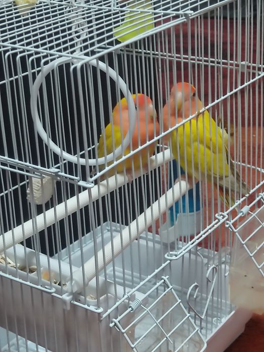 Продам Лутинов вместе клеткой домиком