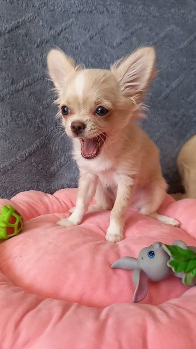 Щенок девочка чихуахуа