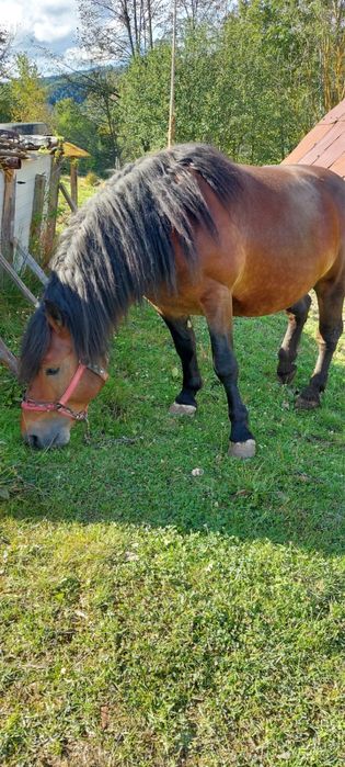 Vand armasar de 5 ani.