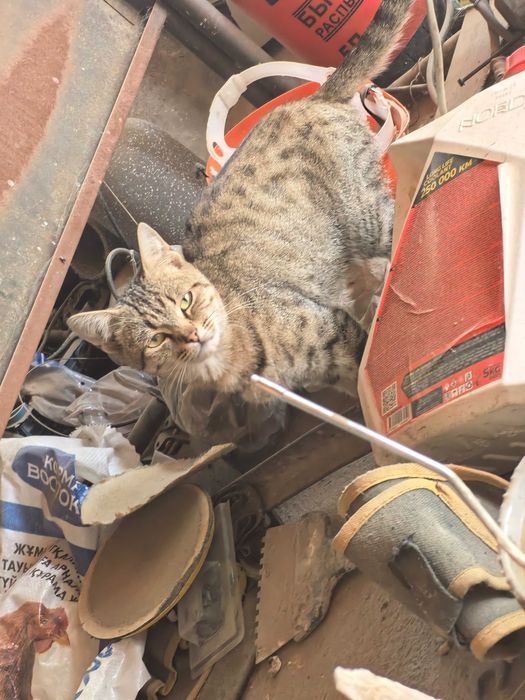 Одам котов в добрые руки