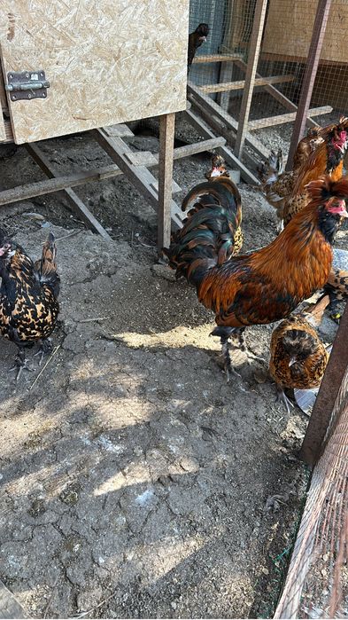 Павловские золото