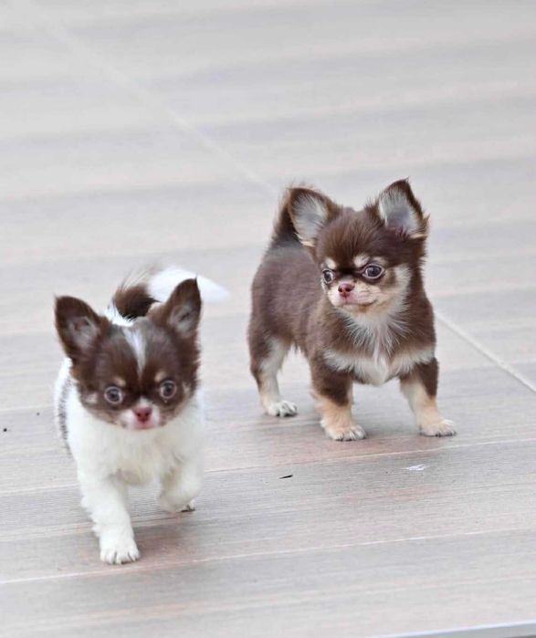 Мъжки дългокосмести мини чихуахуа шоколадови