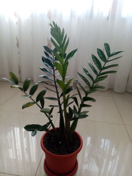 Vând flori superbe Zamioculcas