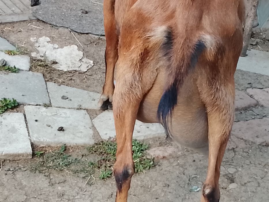 Vând capra buna de lapte alpino franceza