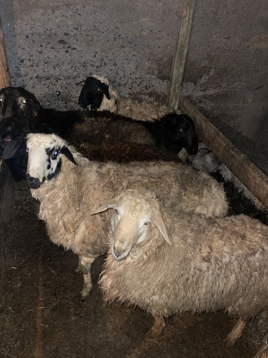 Токтысатамыз тырыдей