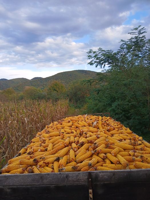 Porumb boabe producție 2025