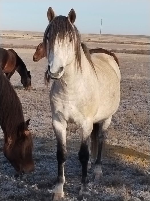 Айғыр 2019жылғы мінілген