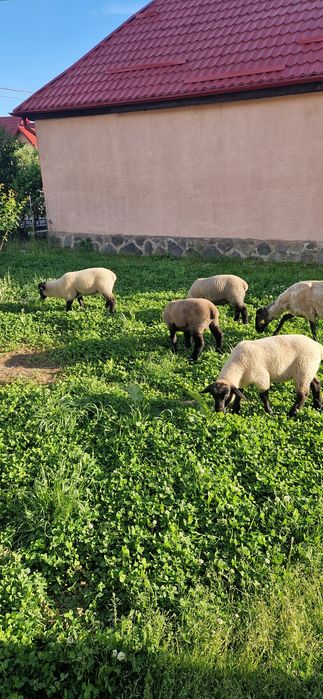 Berbecuți Suffolk