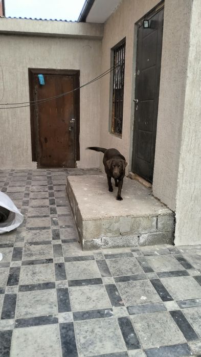 Лабрадор ретривер