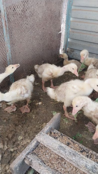 Гусята Линда и Крупно-серый