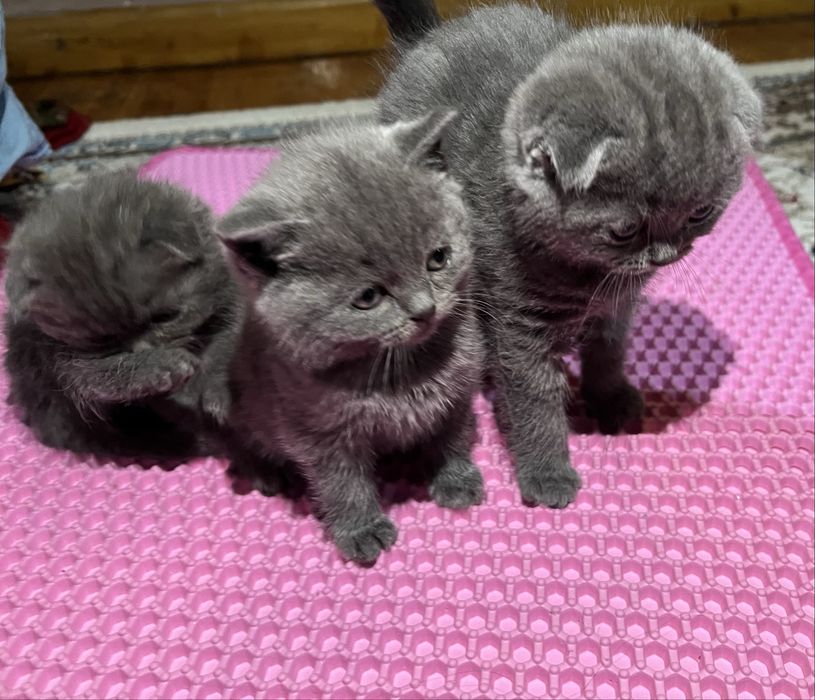 Скоттиш фолд и страй