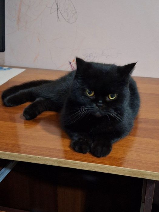 Britanskiy kalta yungli Mushuk narxni kelishamz