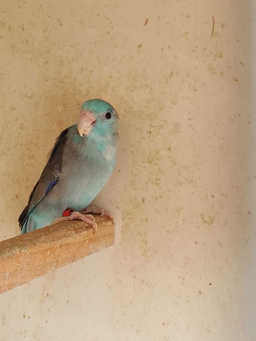 vand papagali forpus