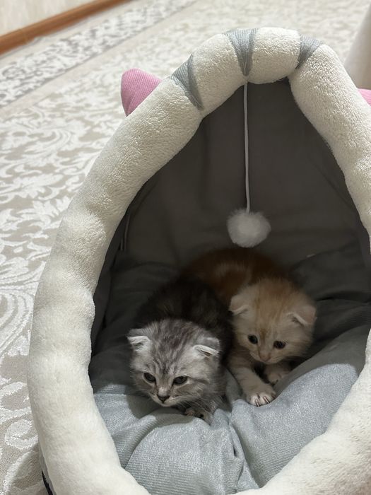 Вслоухие котят  сатылады