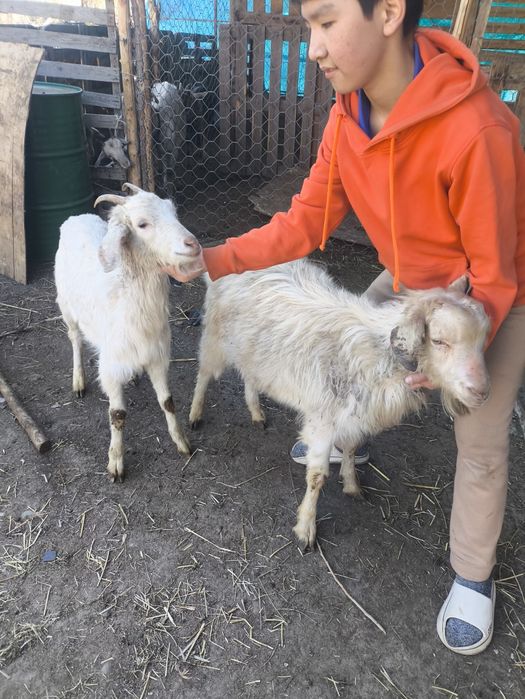 Ешки теке сатамын