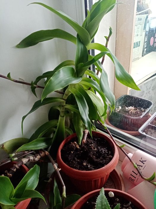 Продам растение Золотой ус