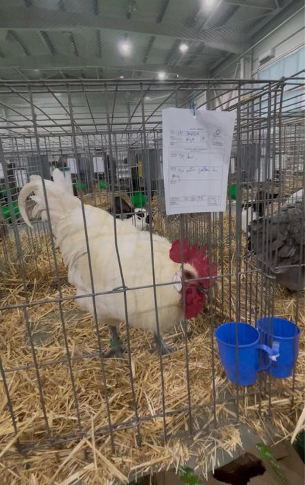 Oua incubat gaini La Bresse