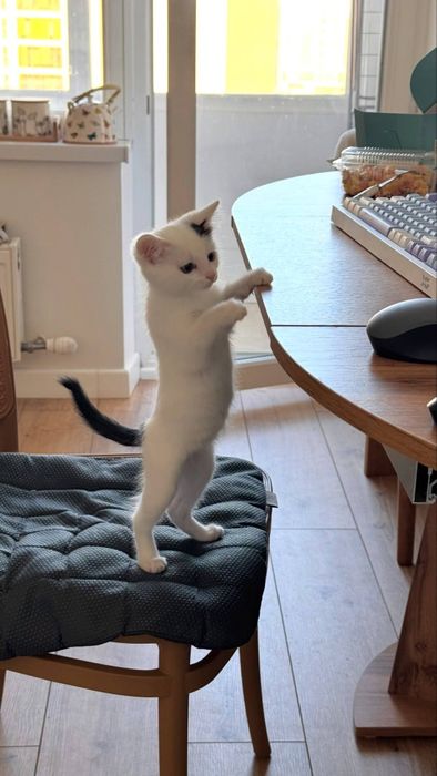 Котенок в добрые руки