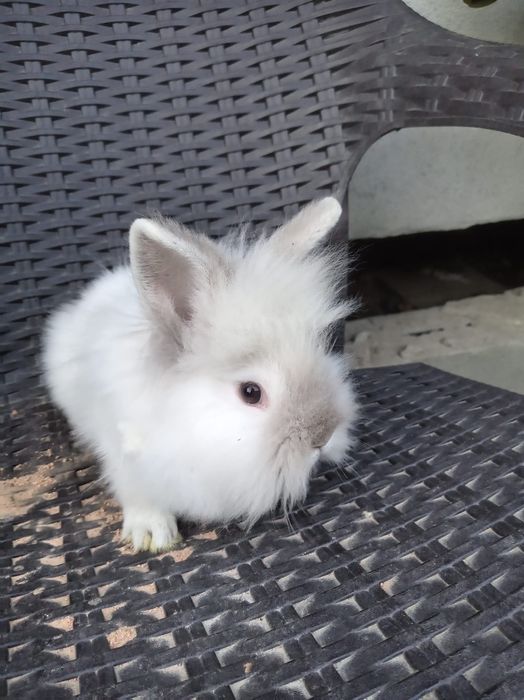 Vând iepuri pitici si porcușori de guineea