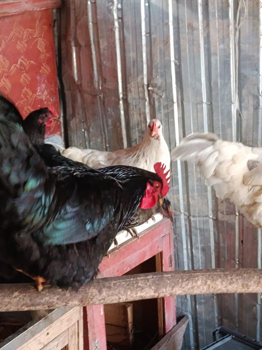 Петух қораз ортаща