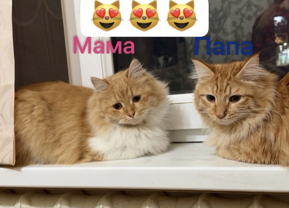 Рыжие сибирские котята