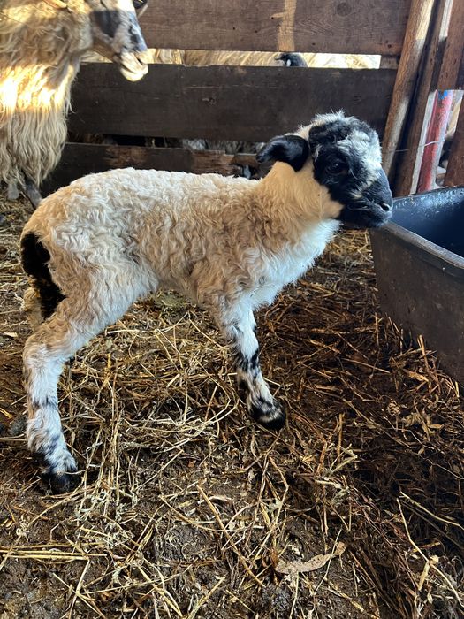 Disponibila mieluță din 2