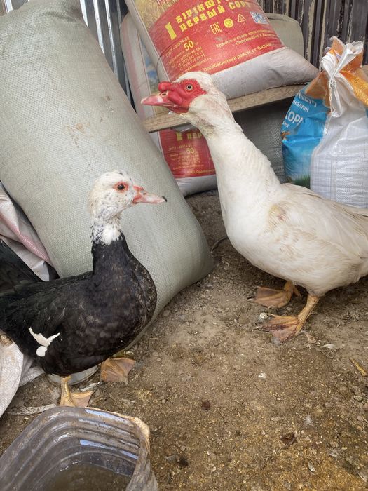 Индоутка пара сатылады