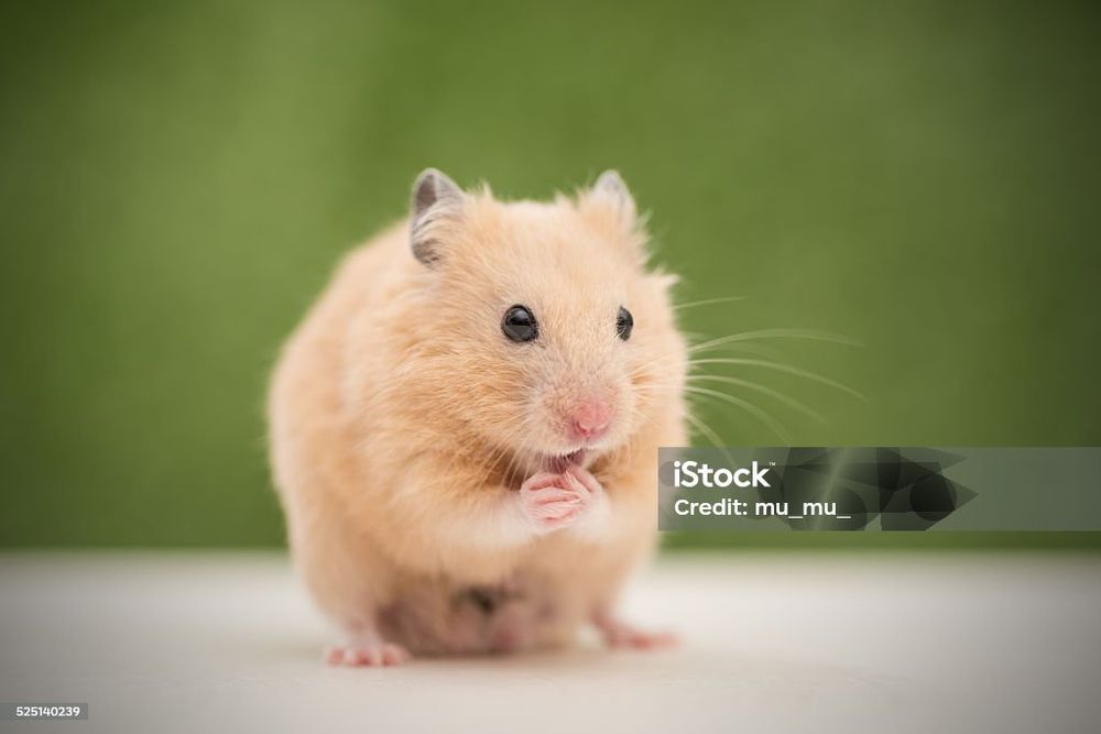 Продам серийских  хомяков