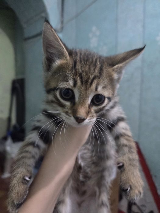 Отдам троих котят