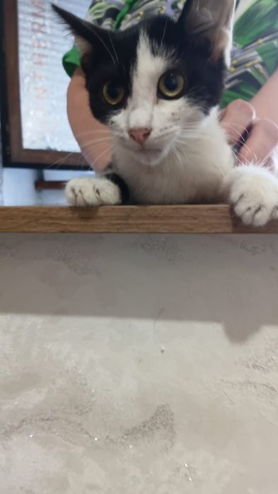 Котята бесплатно