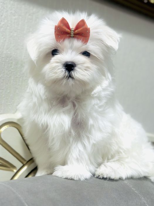 Шикарные щенки мальтезе