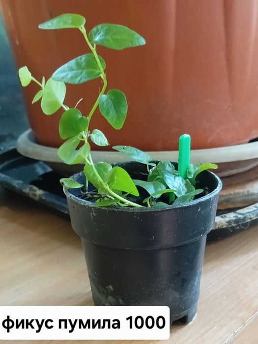 Детки алоказий продам