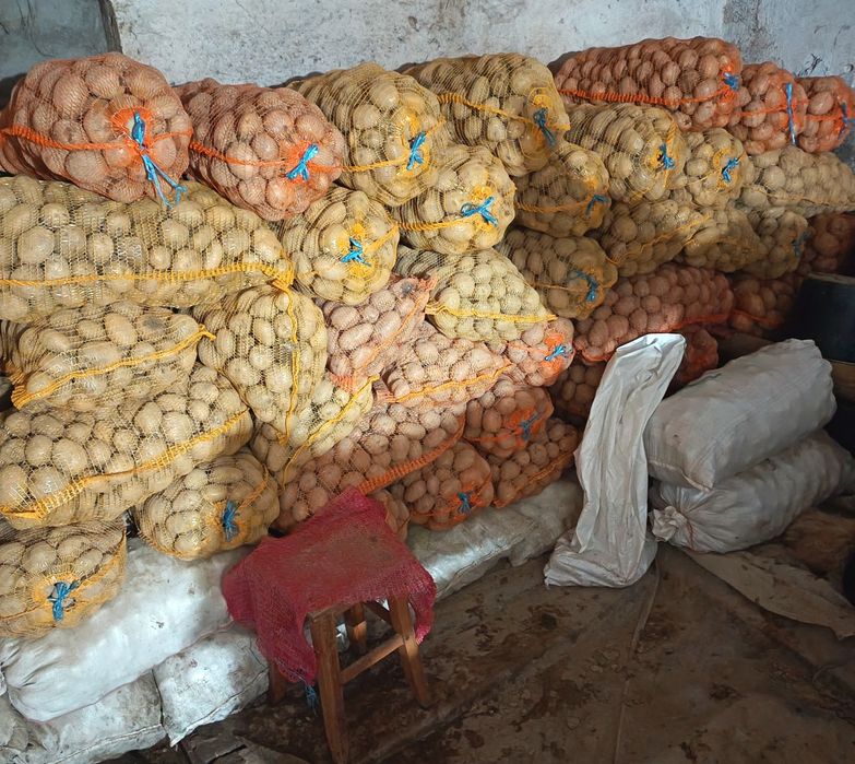 Cartofi albi consum.