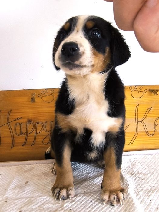 Vand Pui Greater Swiss Mountain Dog