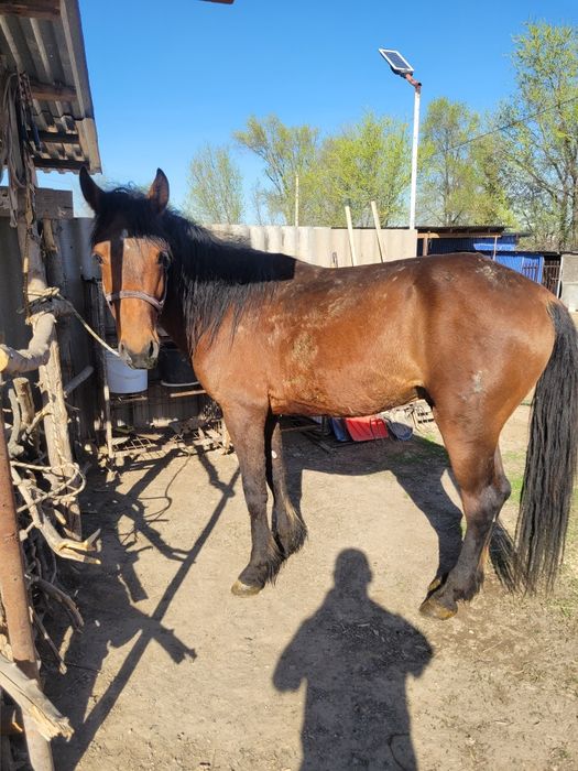 Донен айгыр жорга.