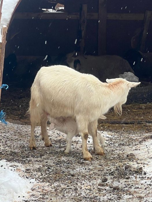 Capra de lapge+ieduț