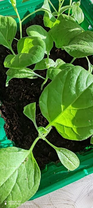 Рассада томатов, перца, огурцов, баклажан