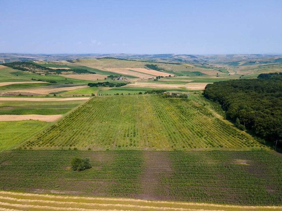 Plantatie Alun Frata Cluj 700.000 €€