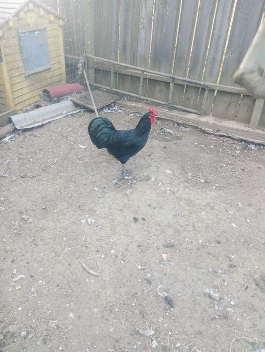 Cocosi australorp negru si albastru