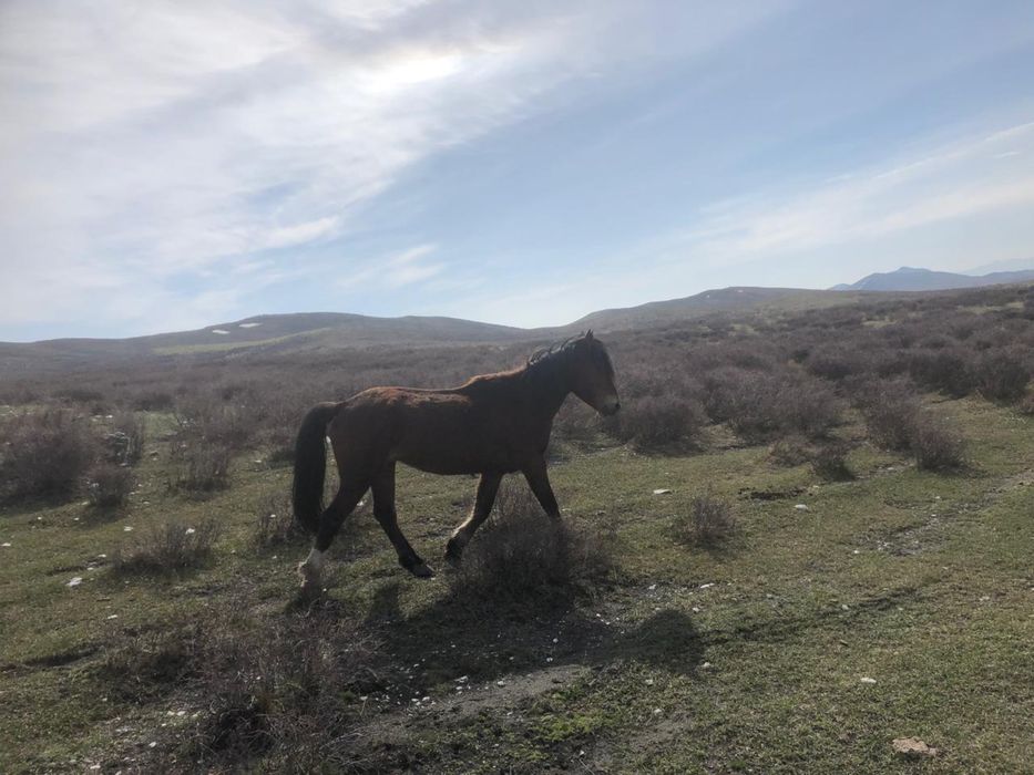 Айғыр, бие сатылады