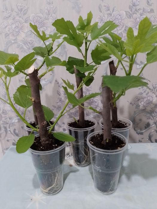 Укоренённые черенки инжира