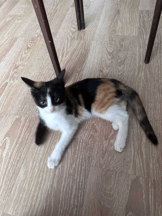 Отдам котенка в добрые руки