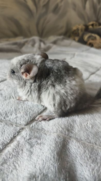 Шиншиллы (грызуны)
