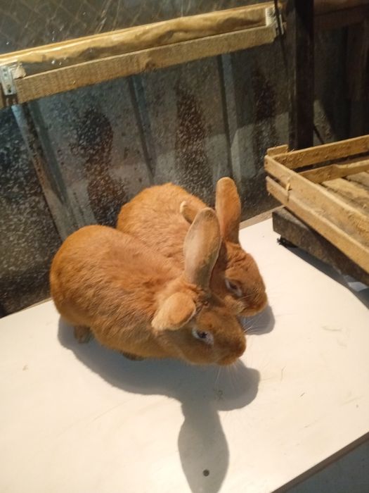 Продам кроликов БСС