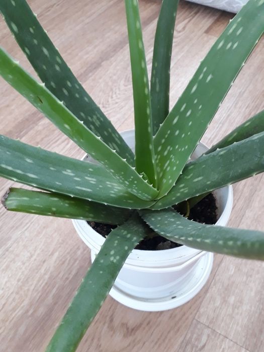Продам Алоэ Вера